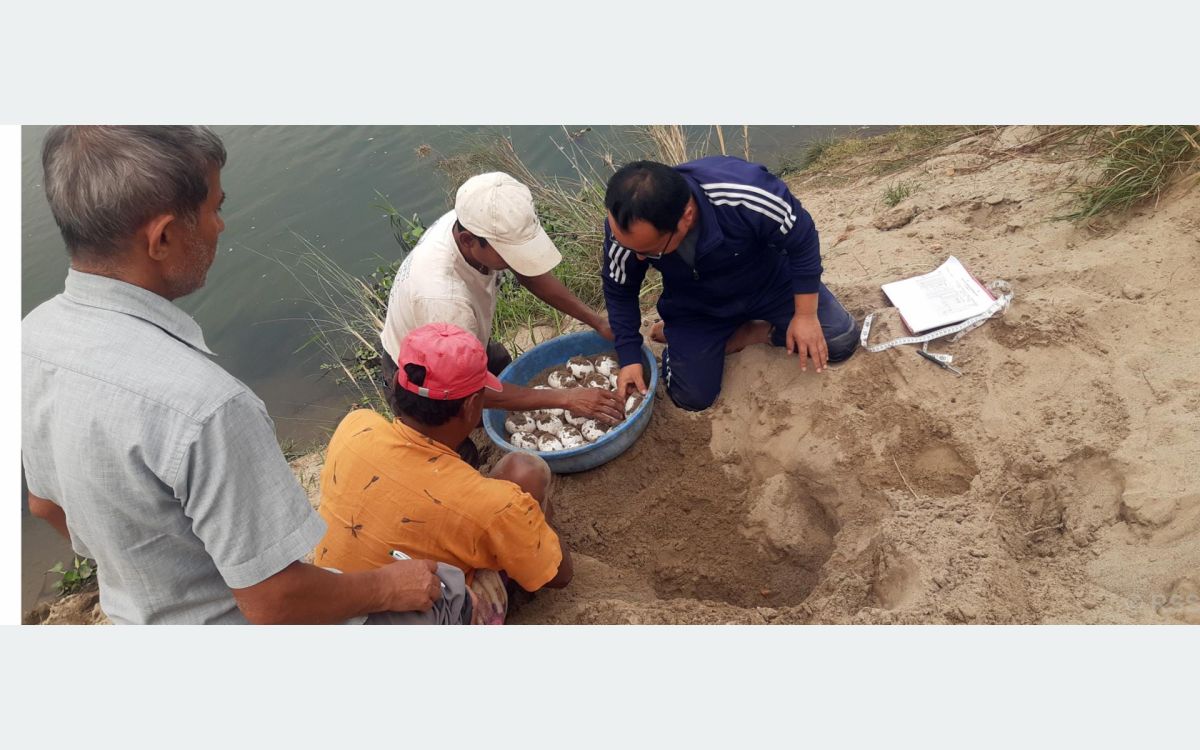 राप्ती बगरबाट गोहीका २५९ अण्डा सङ्कलन