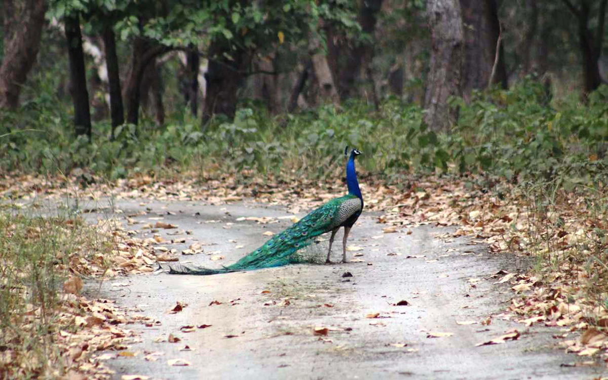 शुक्लाफाँटा राष्ट्रिय निकुञ्जमा खरमयुर गणना सुरु