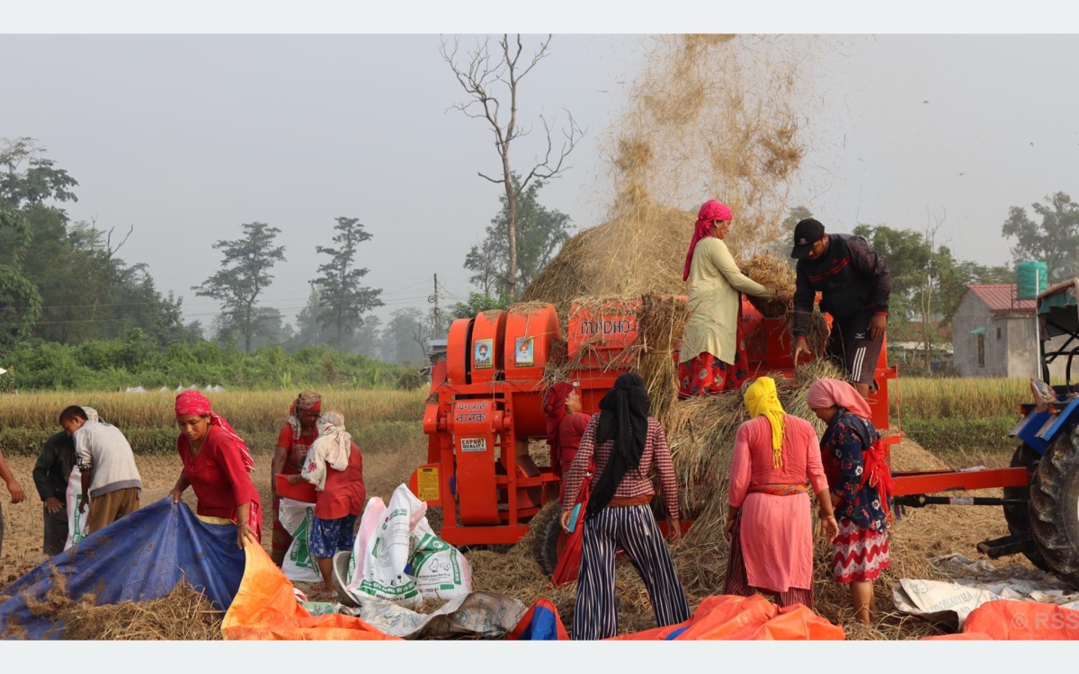 किसानलाई धान काट्न भ्याइनभ्याइ, उत्पादन बढने अनुमान