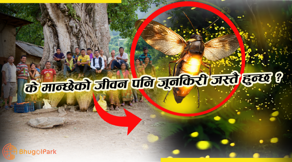 मान्छेपनि जूनकिरी जस्तै हुन्छ