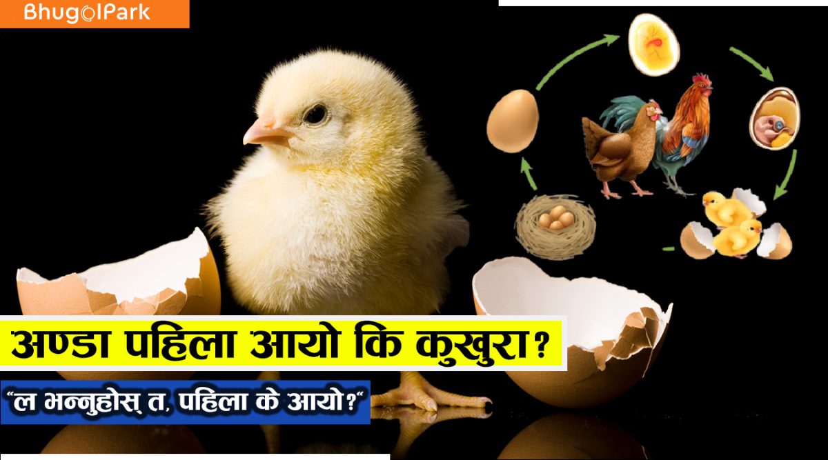 अण्डा पहिला आयो कि कुखुरा? – एक अनन्त बहसको नयाँ दृष्टिकोण!