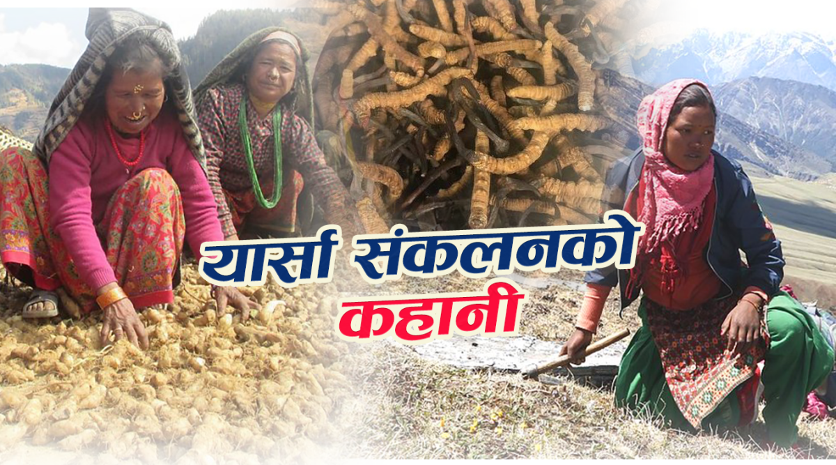 हिमालको सुन – यार्सा गुम्बाको रहस्यमय यात्रा